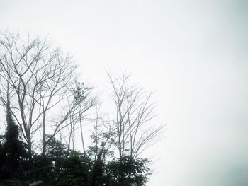 Low angle view of bare trees against clear sky