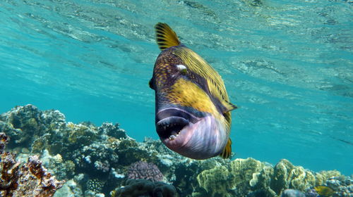 Man swimming in sea