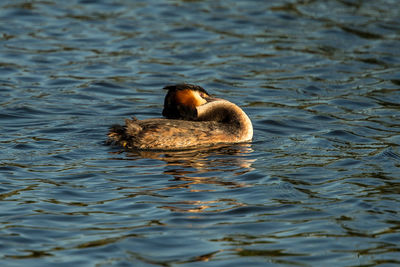 Bird swimming on lake