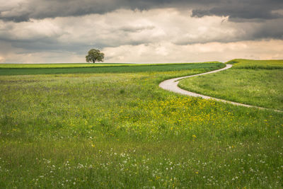 Scenic view of field against sky