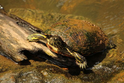 Close-up of lizard on rock