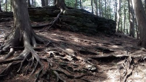 Trees in forest