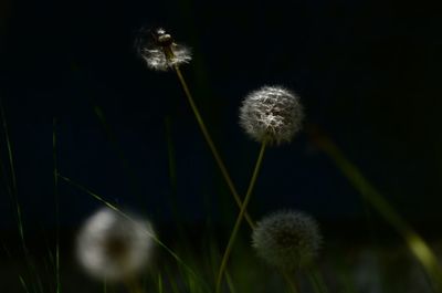 Close-up of dandelion against sky