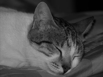 Close-up of cat sleeping