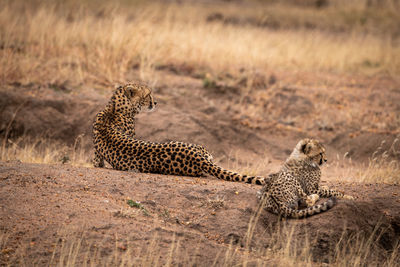 Cheetahs sitting on rock in forest