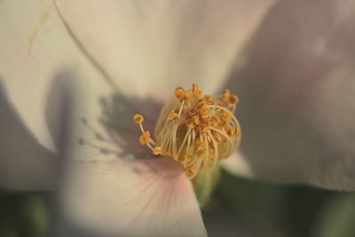 Close-up of flower on plant