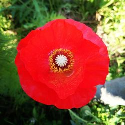 Close-up of red flower