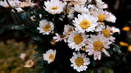 Close-up of white daisy blooming outdoors