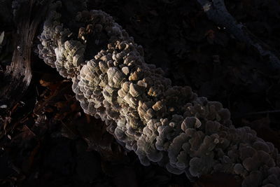 Close-up of dried plant growing on land