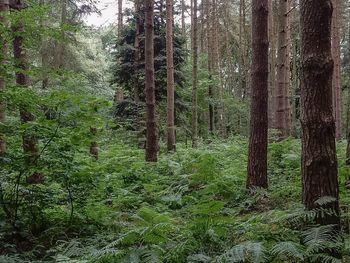 Trees in forest