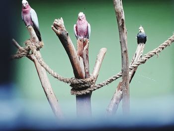 Low angle view of bird perching on tree