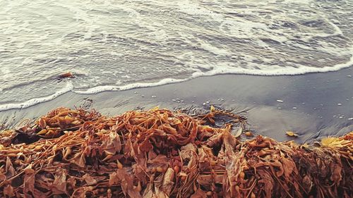 View of trees on shore