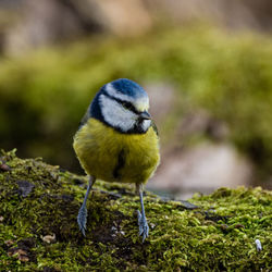 Close-up of bird perching on a wood