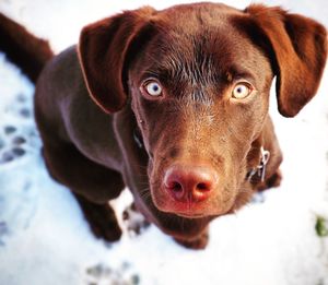 High angle portrait of chocolate labrador retriever puppy on snow