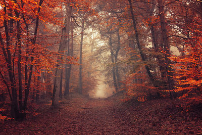 Trees in forest during autumn