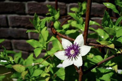 Close-up of purple flowering plant