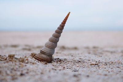 Close-up of driftwood on beach against sky