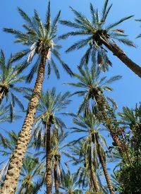 Low angle view of palm trees against clear blue sky