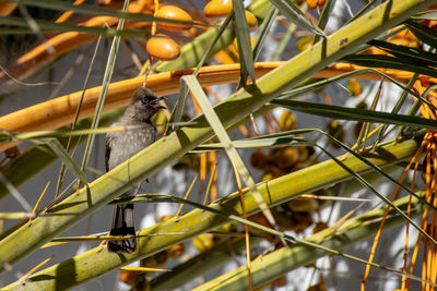 Low angle view of bird perching on tree