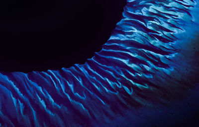 Close-up of jellyfish swimming in sea