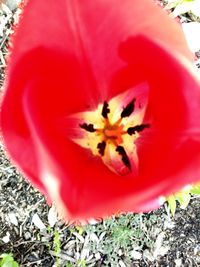 Close-up of red rose flower
