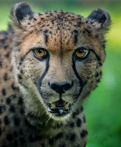 Close-up of cheetah