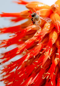 Close-up of bee pollinating on red flower