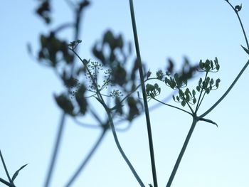 Close-up of flowers