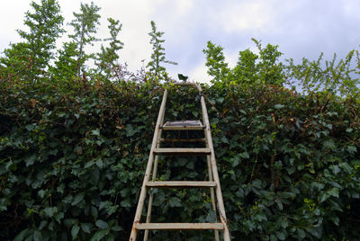 A staircase resting on a hedge symbolizes the overcoming of barriers to go into the unknown