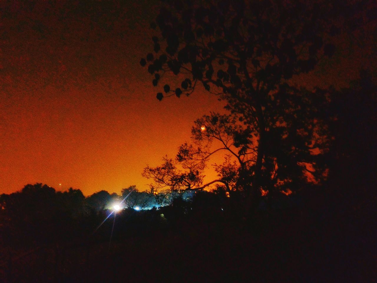 tree, sunset, beauty in nature, sky, nature, silhouette, no people, low angle view, night, outdoors, dramatic sky, scenics, illuminated, branch, star - space, astronomy, galaxy