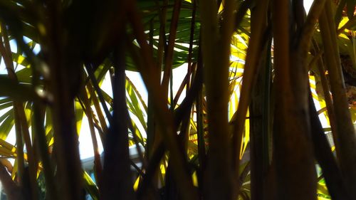 Close-up of palm trees in forest