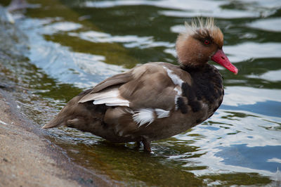 Close-up of duck swimming in lake