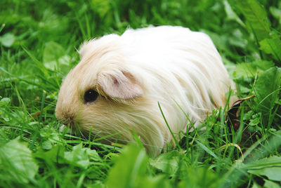 Close-up of white guinea pig on field