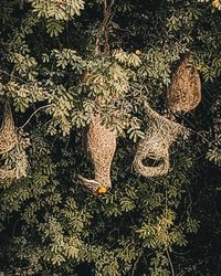 High angle view of pine cones on tree