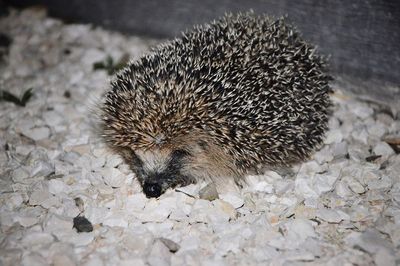 Close-up of hedgehog on rocks