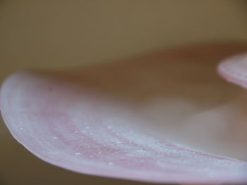 Close-up of wet flower