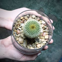 Cropped hands holding succulent plant