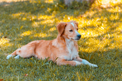 Side view of golden retriever sitting on field