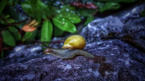 Close-up of snail on rock