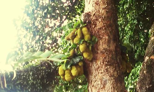 Close-up of mushrooms growing on tree