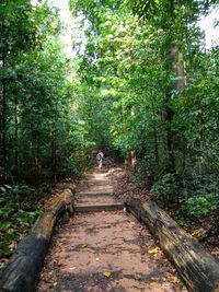 Footpath amidst trees in forest