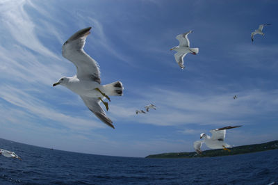 Seagulls flying over sea against sky