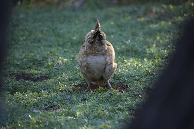 Close-up of bird perching on field