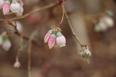 Close-up of pink flowers on branch