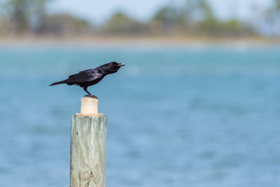 Bird perching on wooden post