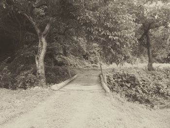 Footpath along trees