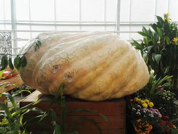 Close-up of pumpkin on table