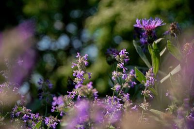 Close-up of purple flowering plants on field