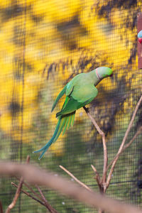 Close-up of bird perching on branch