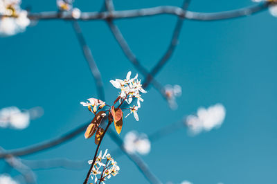 Low angle view of cherry blossom against blue sky